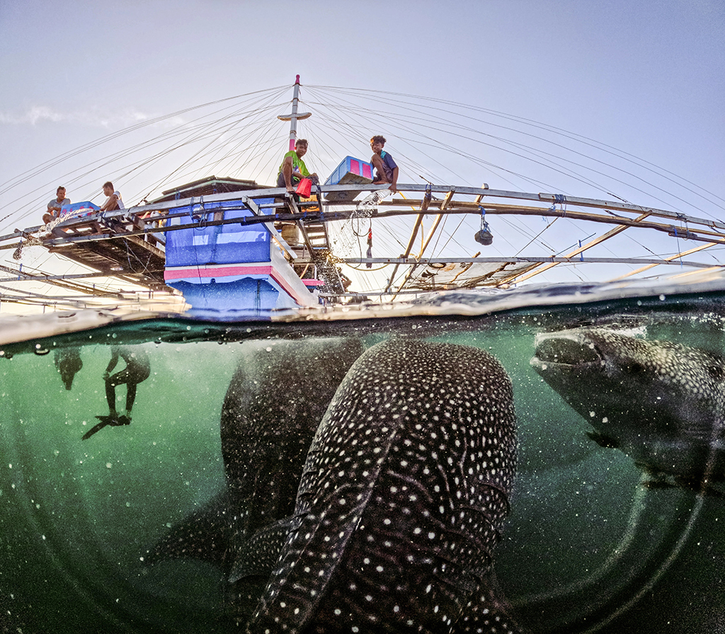 photo taken in Komodo, Indonesia, as scraps are fed to the whale sharks. showing half underwater half over