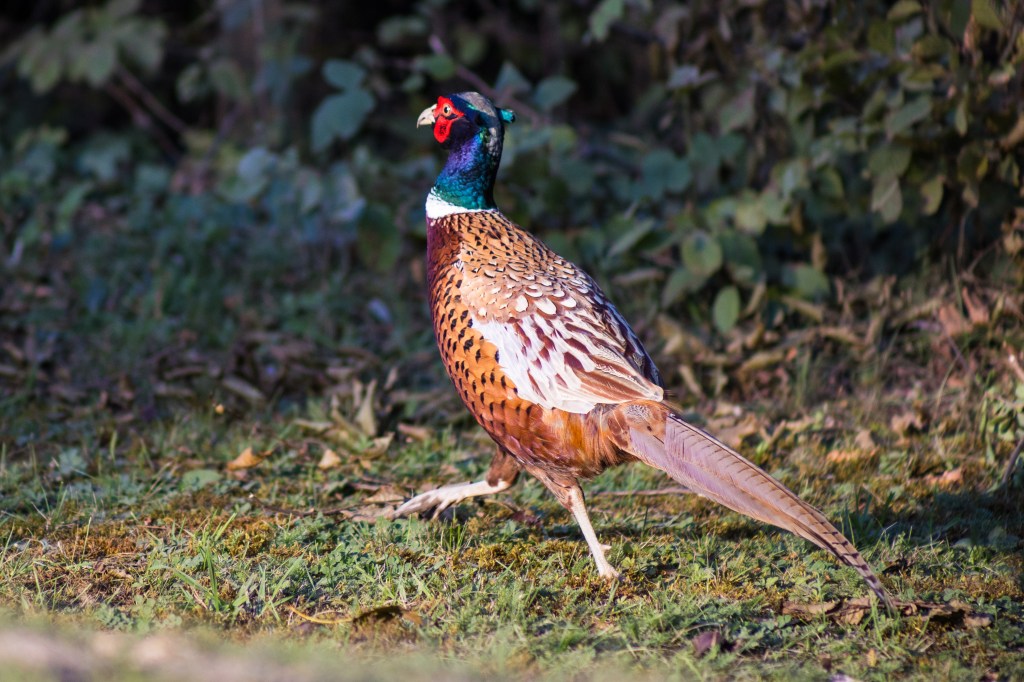 Canon RF 75-300mm f4-5.6 sample, pheasant