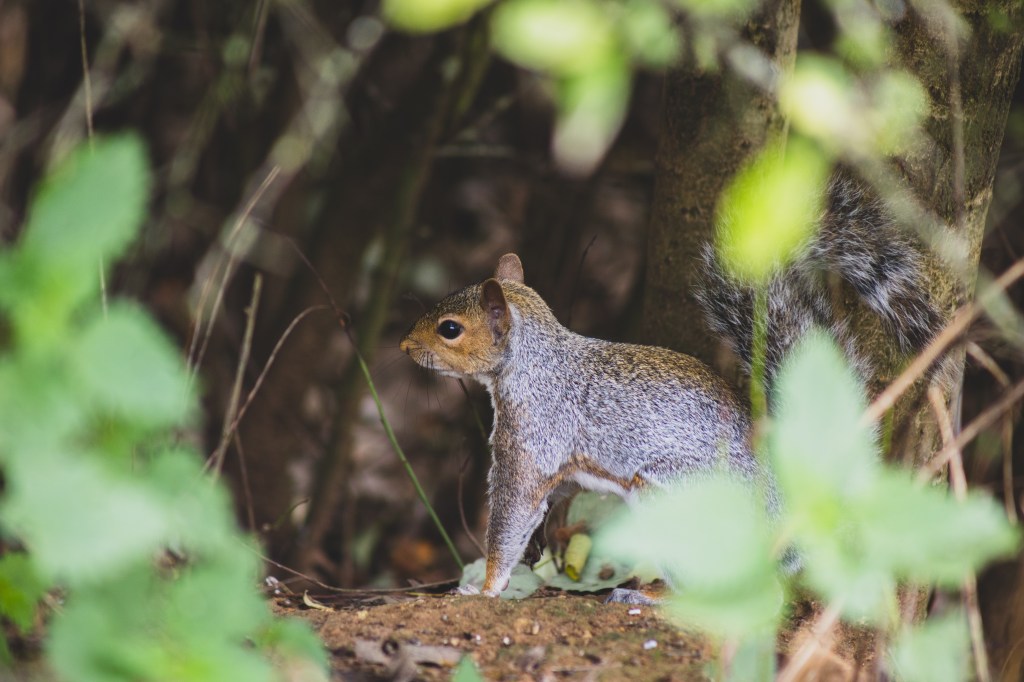 Canon RF 75-300mm f4-5.6 sample squirrel