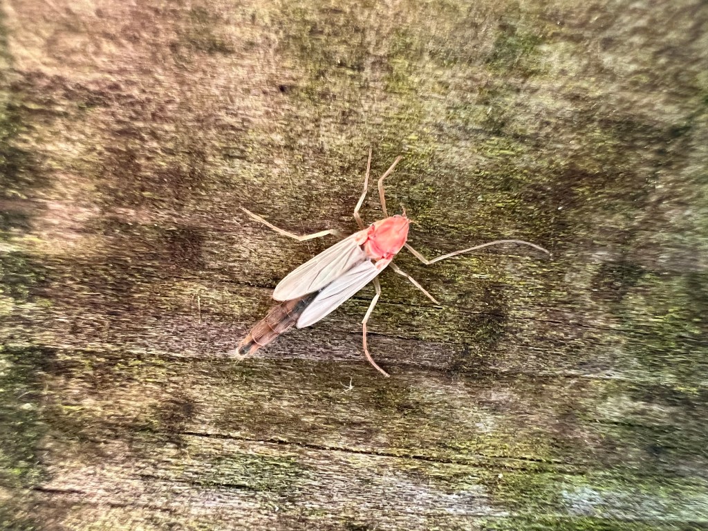 My first (and accidental) macro capture