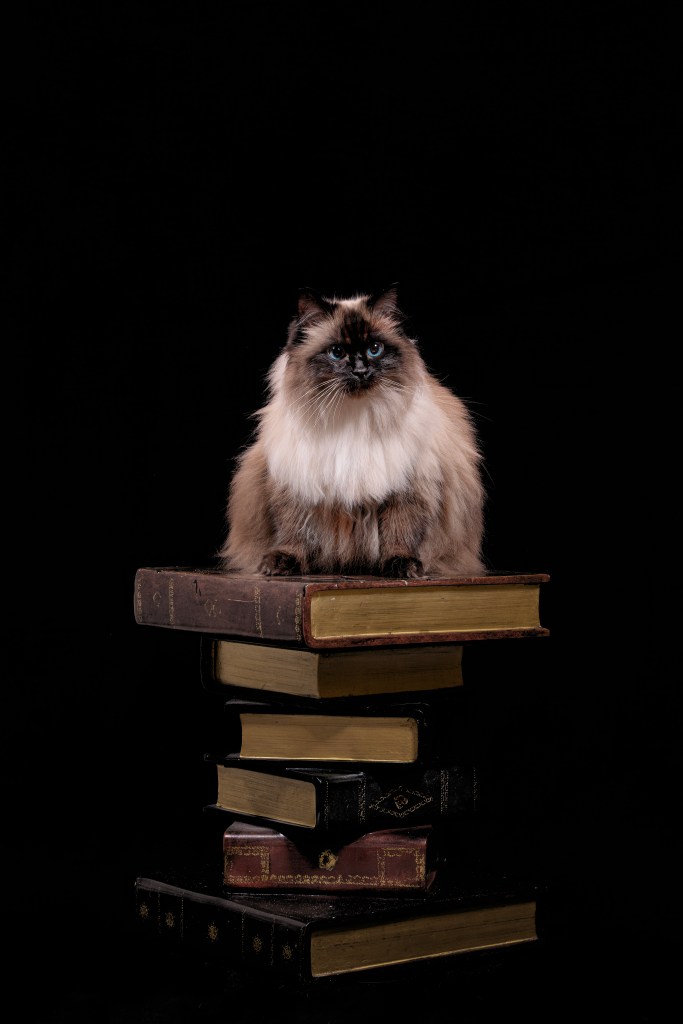 cat photography