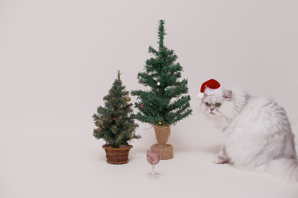 cat photography