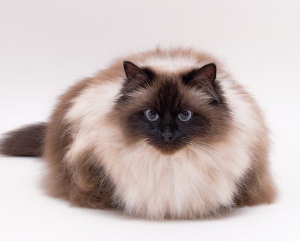 cat photography