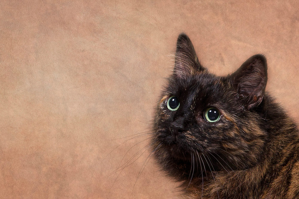 cat photography
