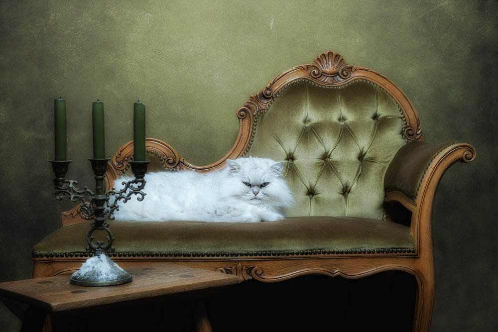cat photography