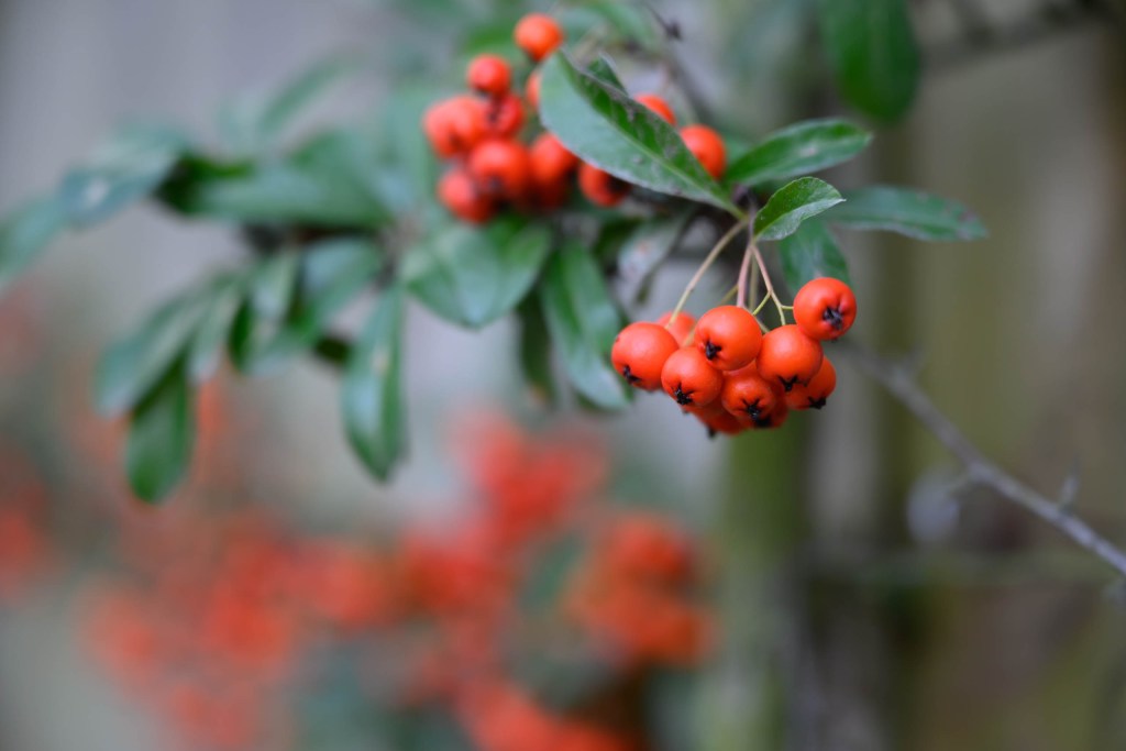 Depth of field comparison Nikon Z5