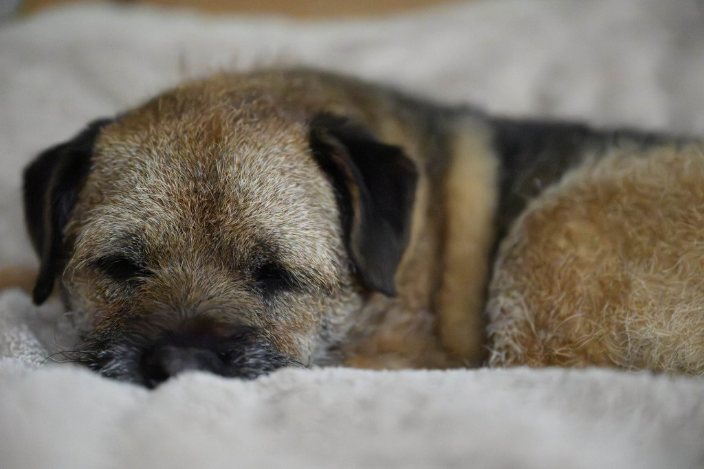 default noise reduction, dog