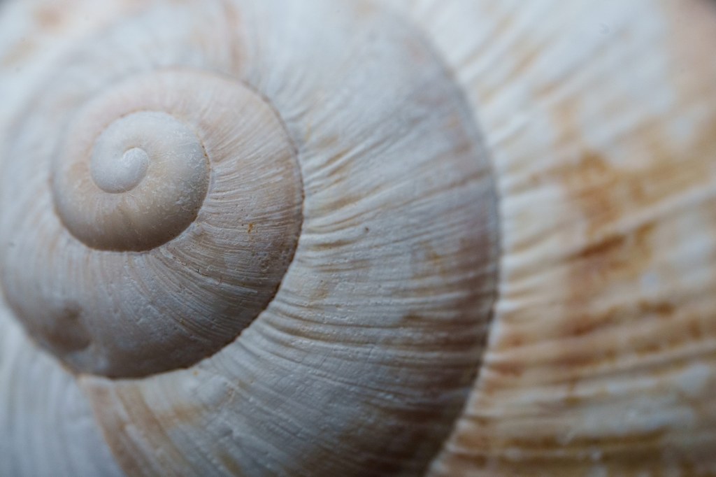 Sony FE 100mm F2.8 Macro GM OSS lens. Image credit: Angela Nicholson