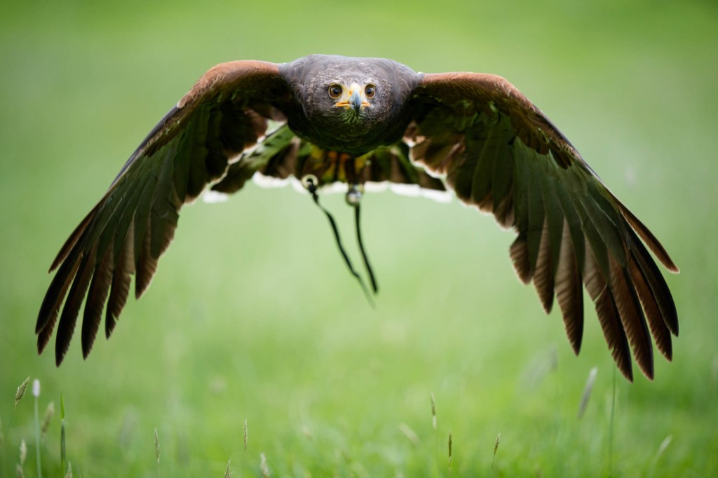 Sony A9 Mark III sample, bird in flight