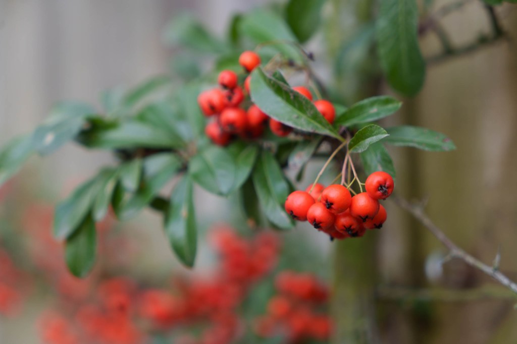 Depth of field comparison Sony A7IV