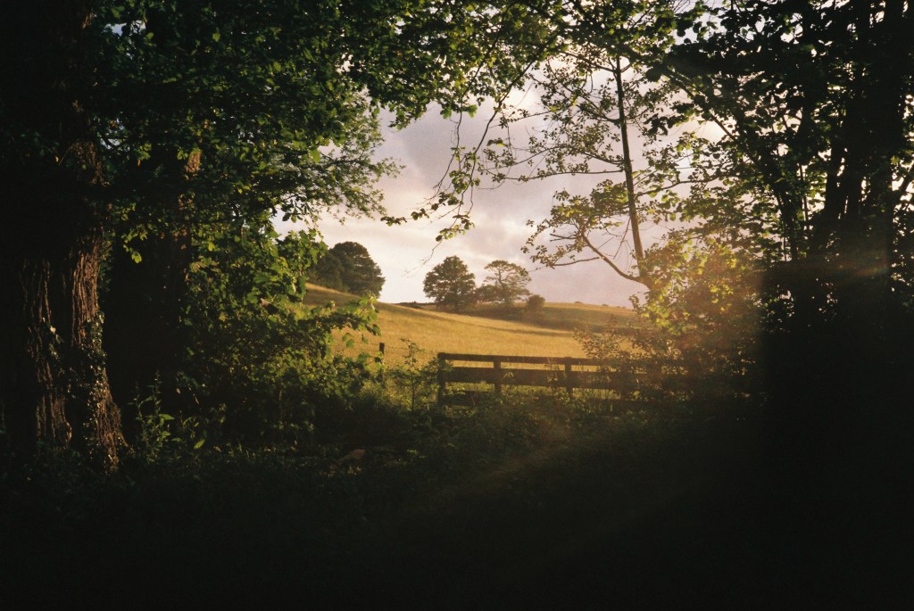 Photograph of a sunlit field, taken on Fujicolor C200 film with the Olympus XA2