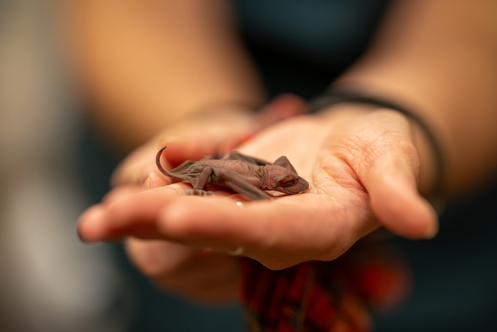 fruit bat in hand