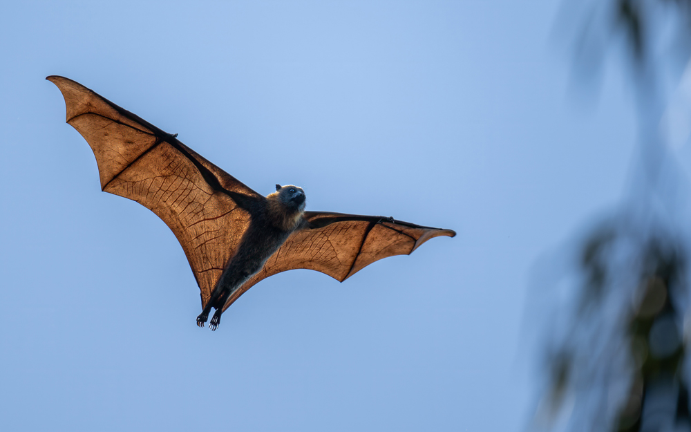 fruit bat mid-flight