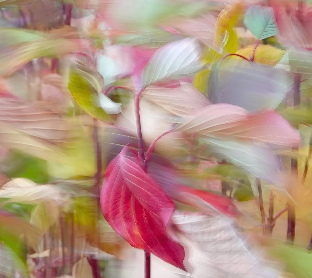 leaves in the wind long exposure