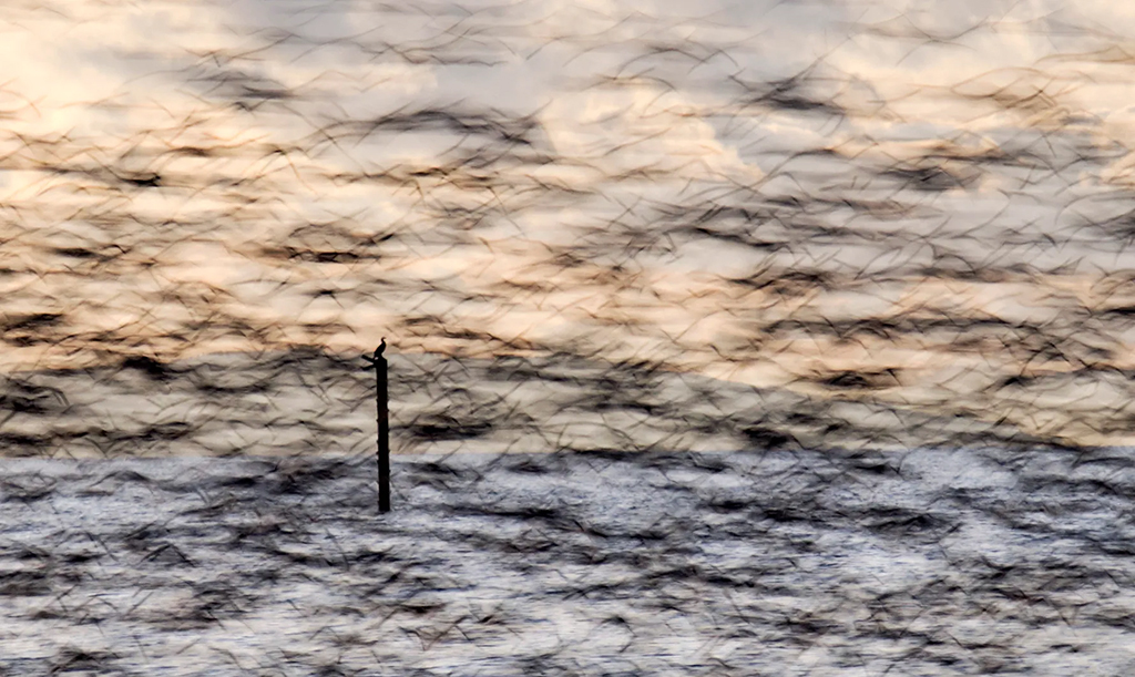 bird on a post surrounded by many other birds flying around long exposure