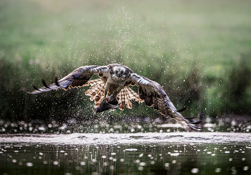 osprey capturing its prey