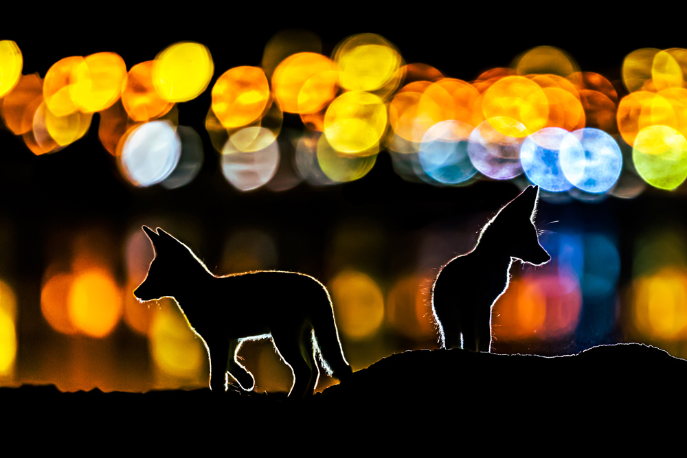 silhouette of foxes against city lights