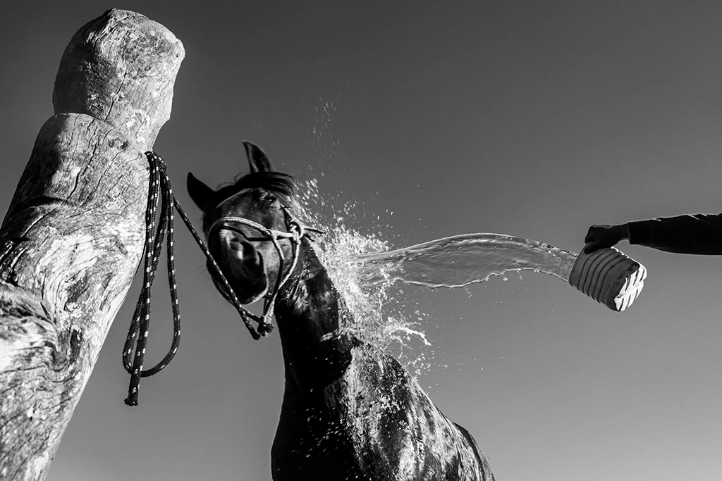 person throwing bucket of water towards a horse