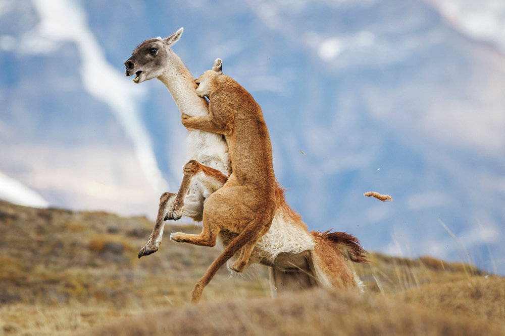 puma tries to take down a guanaco