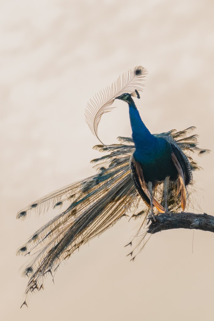 Perched gracefully on a sturdy branch, a majestic peacock surveys its surroundings against a glowing golden backdrop, scanning the landscape for any signs of danger.