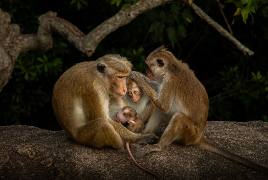 Reichert captured this family of monkeys on Pidurangala Rock, Sri Lanka.