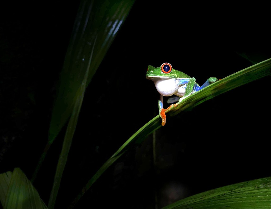 red-eyed tree frog in the Costa Rican rainforest, perched along a narrow leaf
