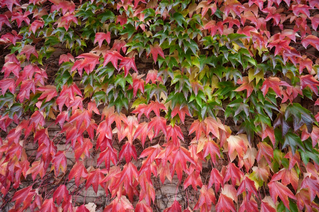 Viltrox AF 14mm f/4 Air ivy wall sample image. 