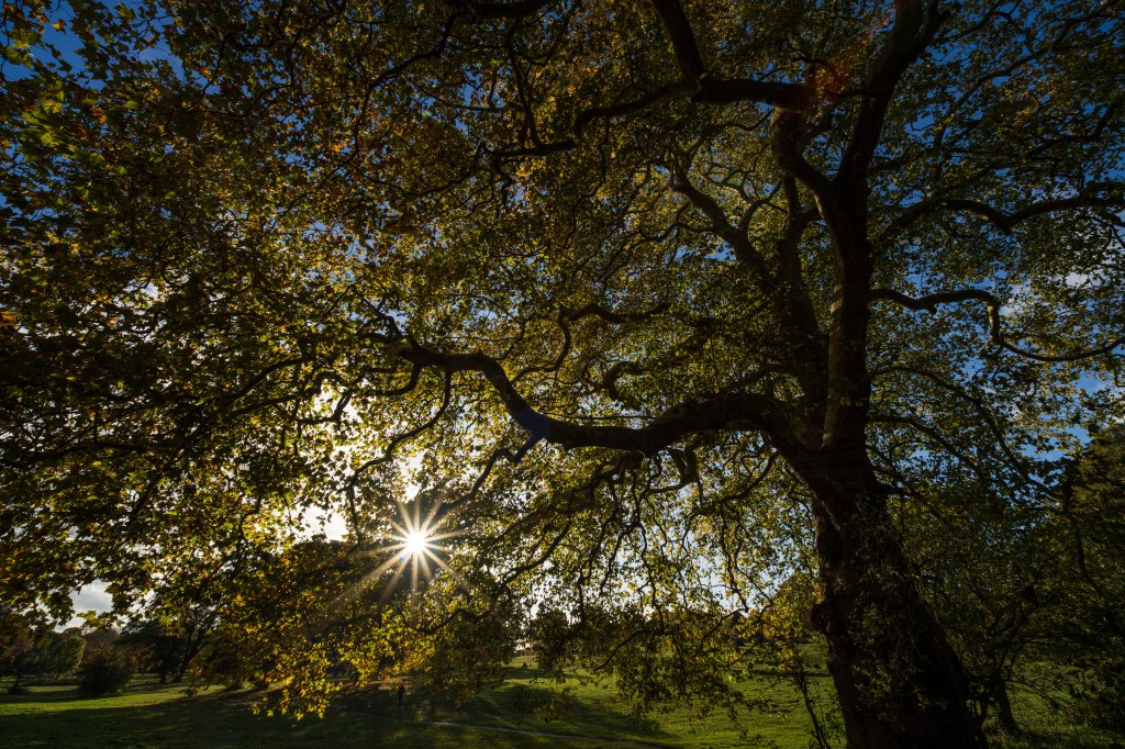 Viltrox AF 14mm f/4 Air tree and sunstar sample image. 