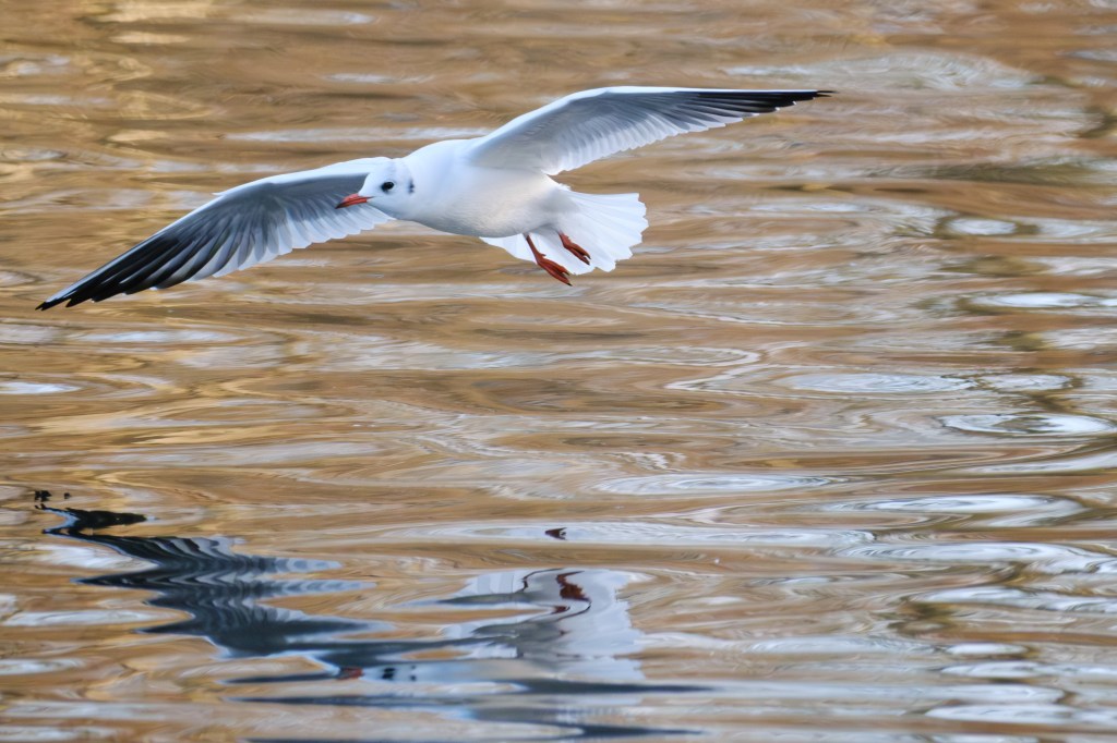 Fujifilm X-T30 III gull in flight sample image
