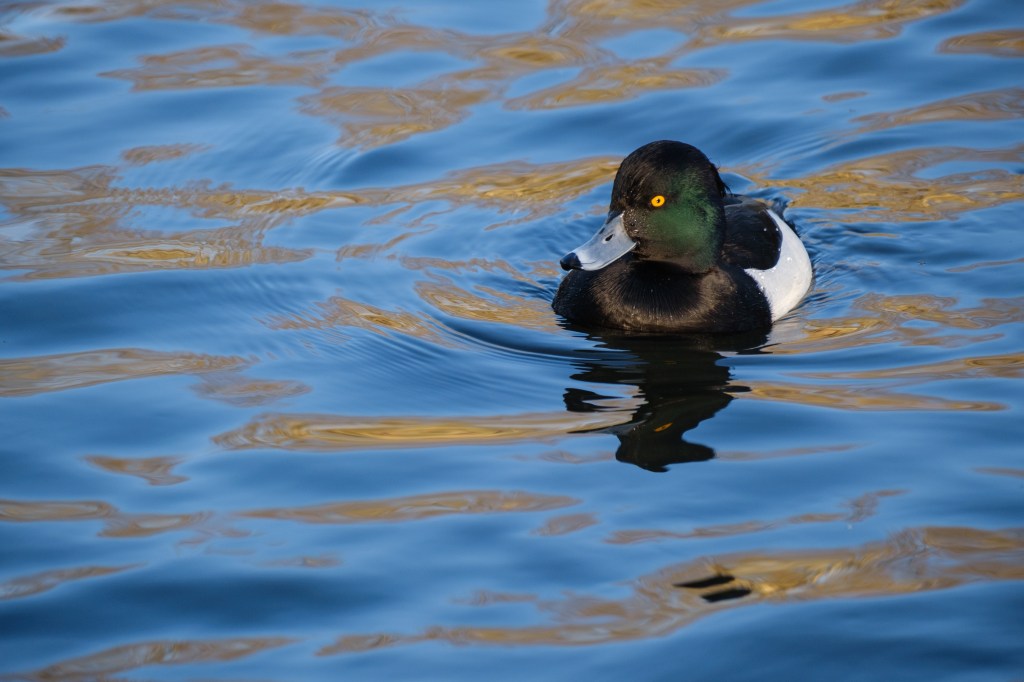 Fujifilm X-T30 III tufted duck sample image