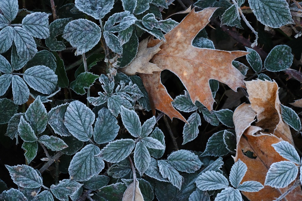 Fujifilm X-T30 III frosty leaves high-ISO sample image. 