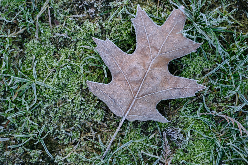 Fujifilm X-T30 III XC 13-33mm close-up leaf sample image