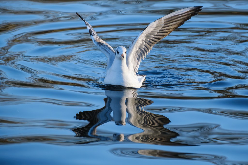Fujifilm X-T30 III gull landing on water sample image