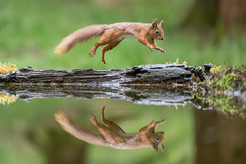 red squirrel leaping mid air