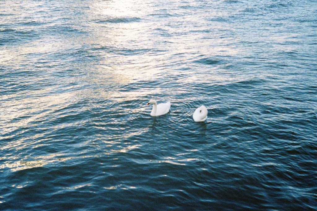 Lomography MC-A, 35mm film camera sample photo two swans
