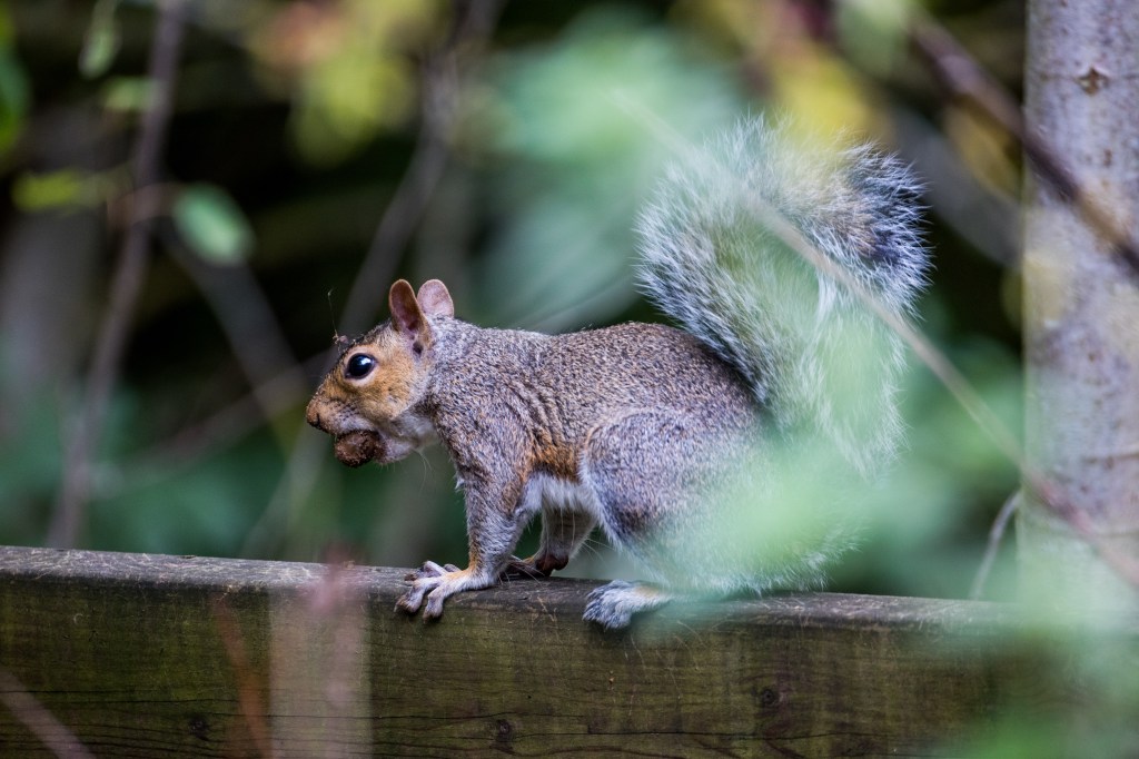 Canon RF 200-800mm F6.3-9 IS USM sample, squirrel