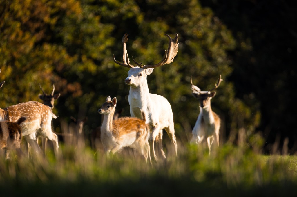 Canon RF 200-800mm F6.3-9 IS USM sample, deer