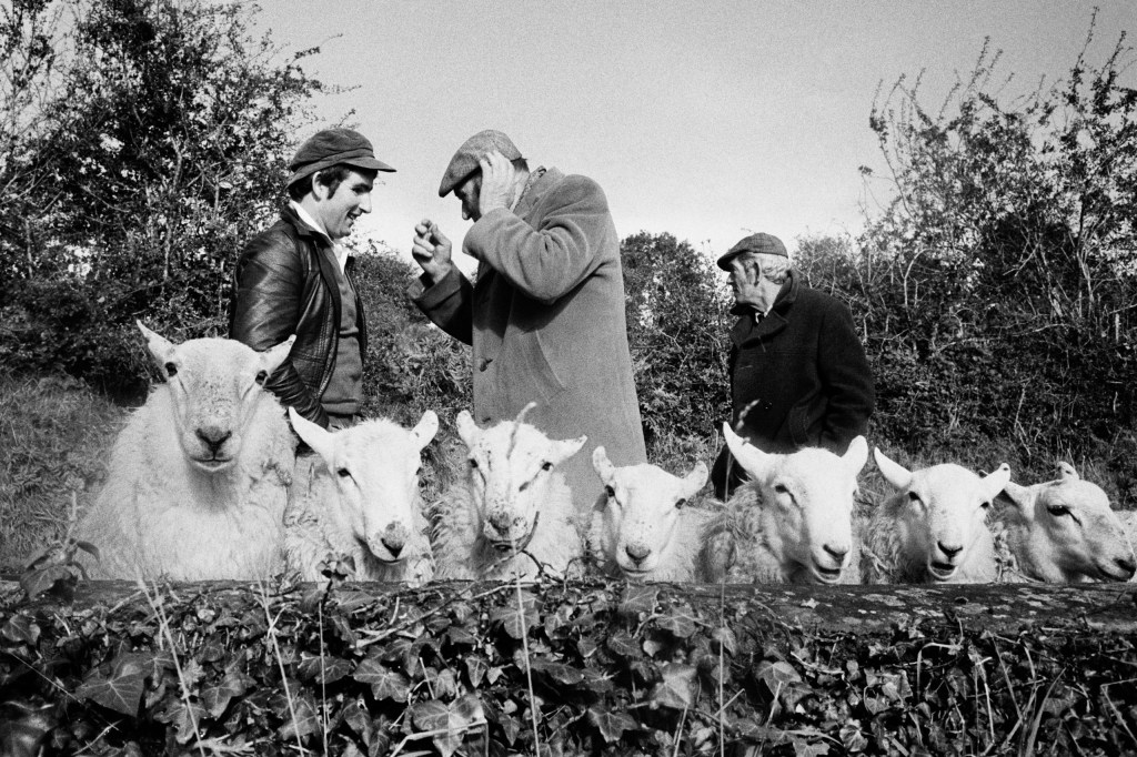 Black and white photograph showing three farmers standing behind a row of seven sheep, with trees in the background.