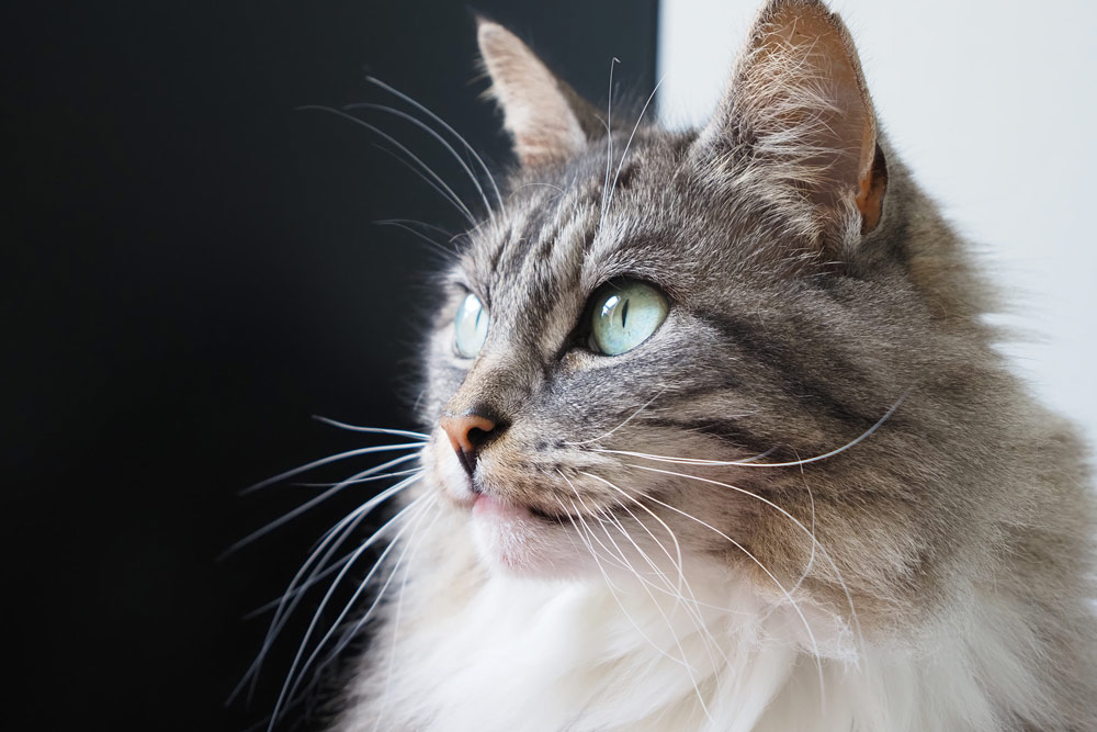 Cat close-up. Taken with the OM-5 Mark II. Credit: Joshua Waller