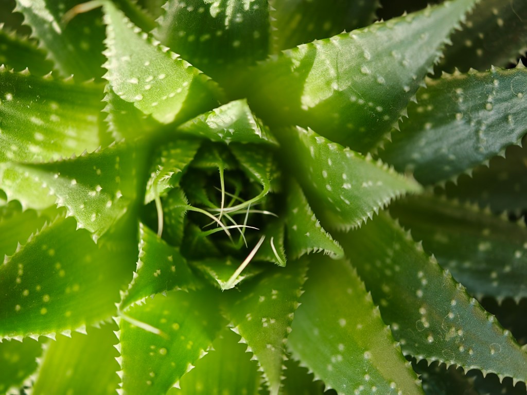 Macro photo using the 3x telephoto zoom. Image: Jessica Miller