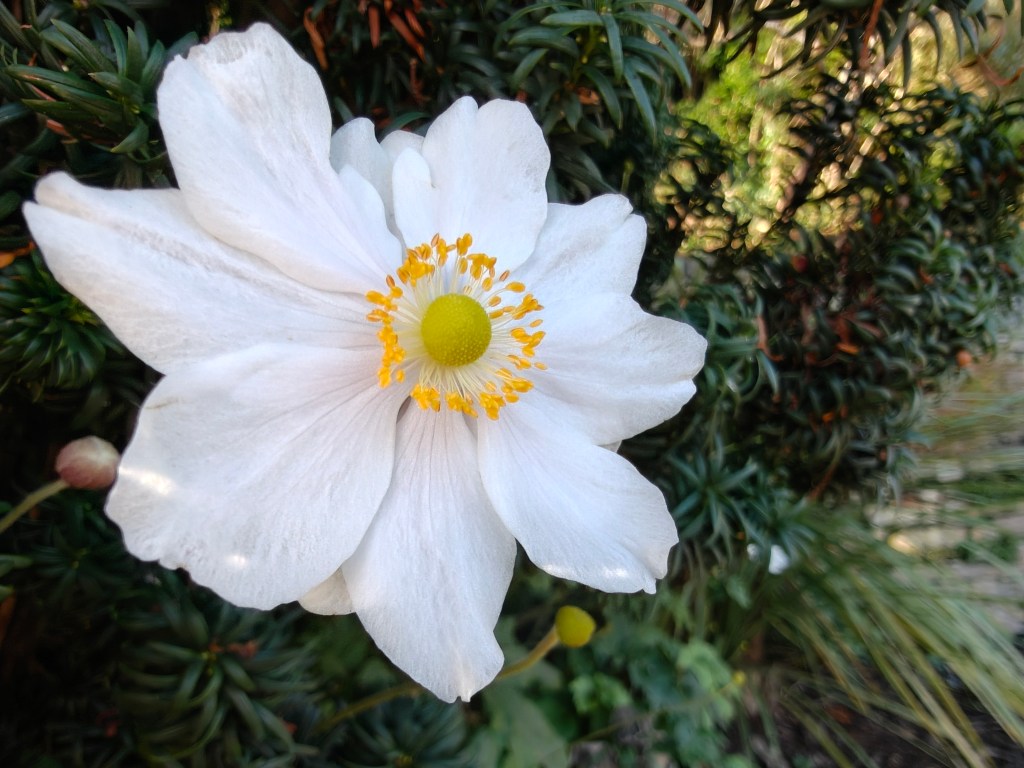 A macro image taken with the OnePlus 15