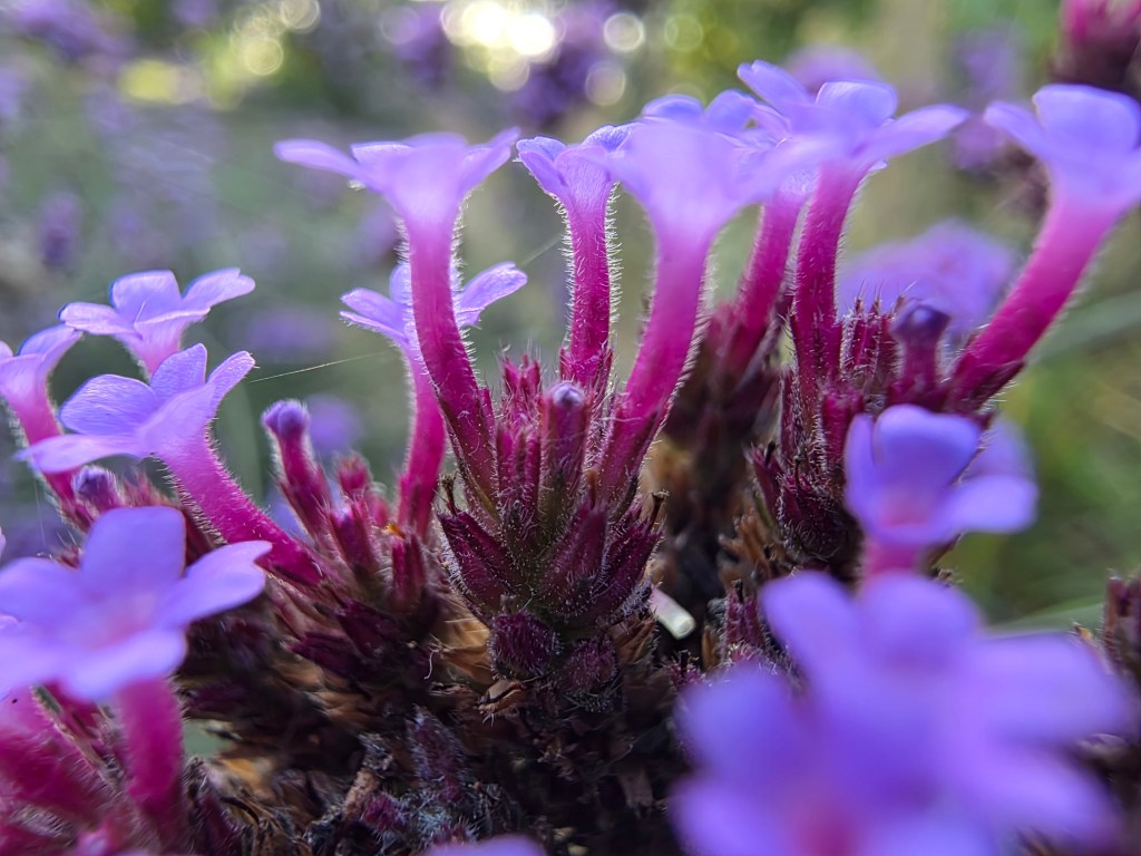 Macro shots like this are possible, with the Z Fold7. Credit: Joshua Waller
