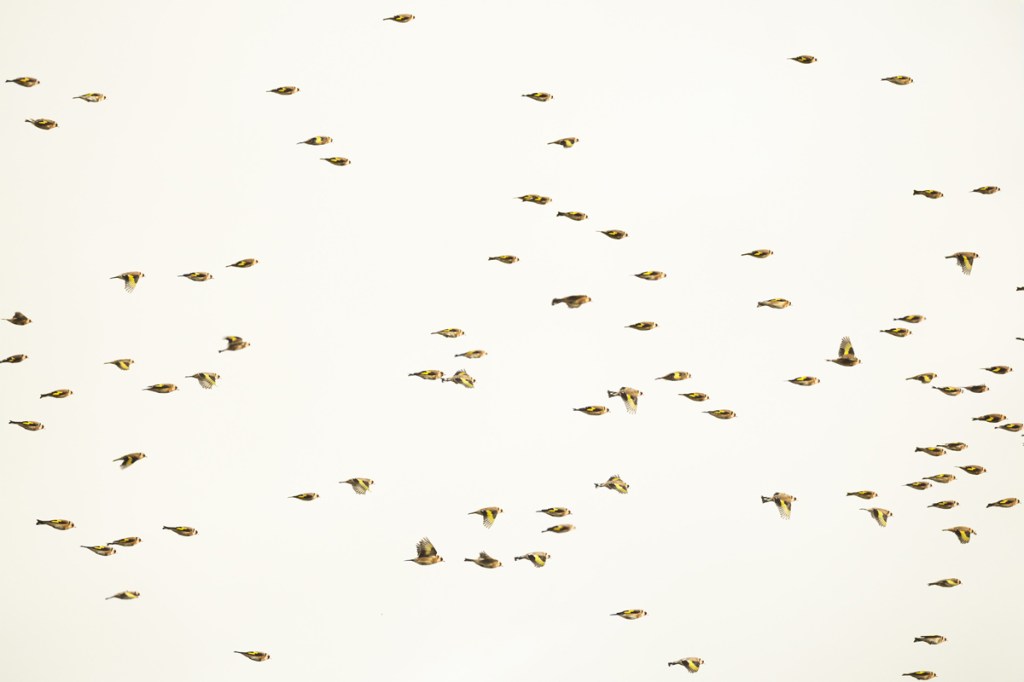 flock of goldfinch
