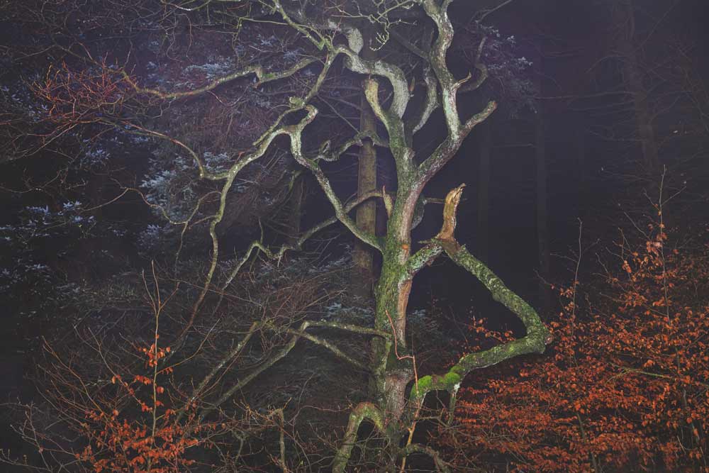 Macclesfield Forest