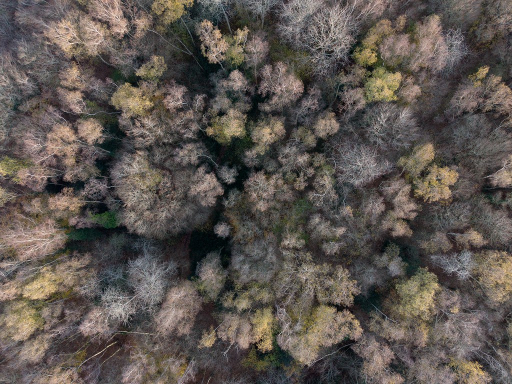 DJI Mini 5 Pro sample image. Image credit: Angela Nicholson