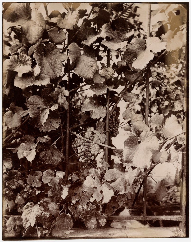 Eugène Atget, Vigne, 1898–1929. International Center of Photography, Gift of Caryl and Israel Englander, 2011 (2011.52.49)
