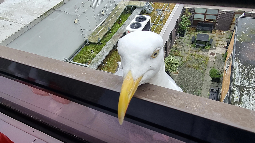 seagull looking over railing