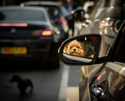 photo of a small dog reflection in car wing mirror