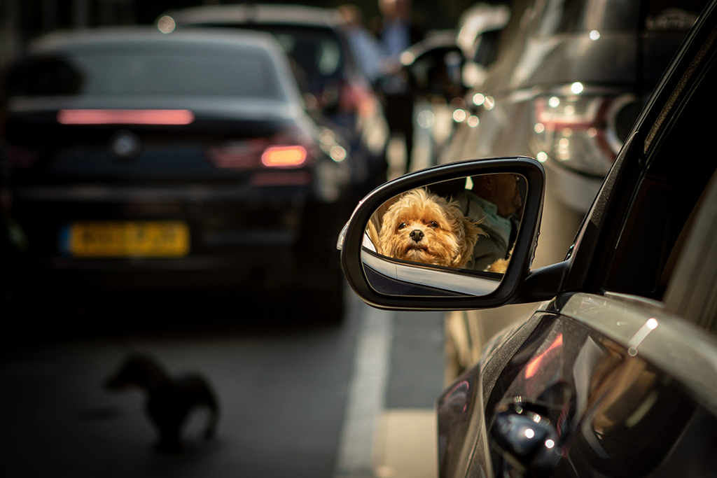 photo of a small dog reflection in car wing mirror