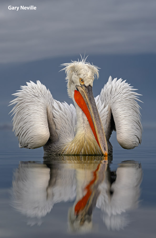 Dalmatian Pelican